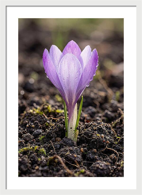 Crocus Blooming In Spring