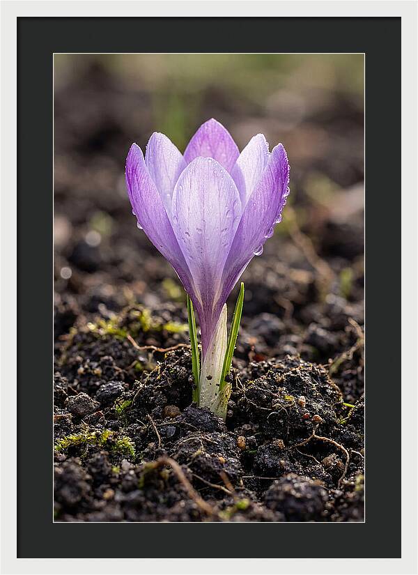 Crocus Blooming In Spring