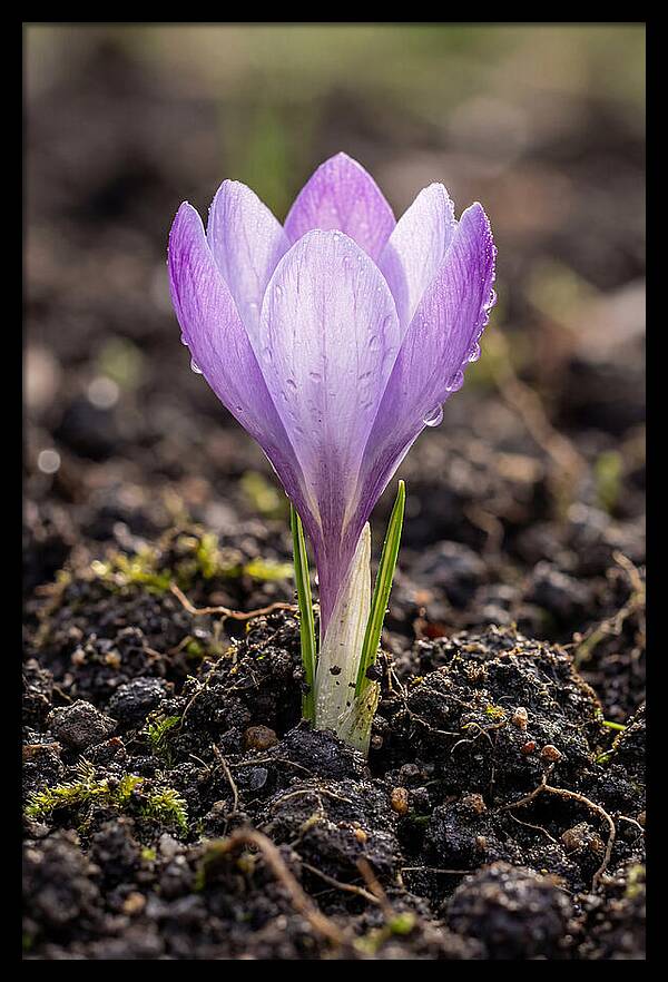 Crocus Blooming In Spring