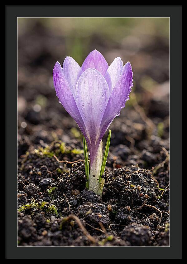 Crocus Blooming In Spring