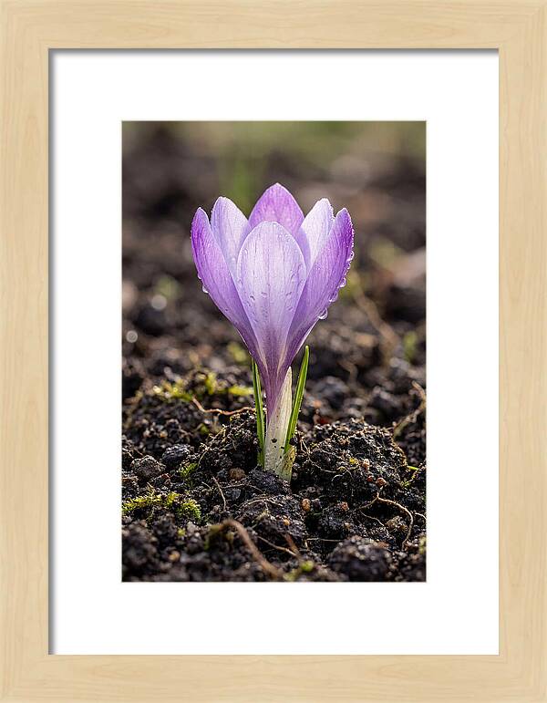 Crocus Blooming In Spring