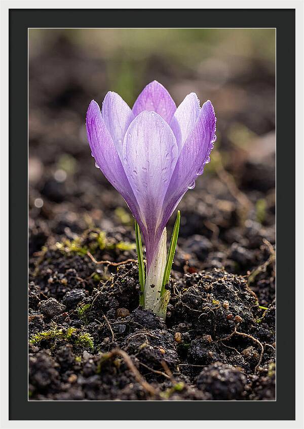 Crocus Blooming In Spring
