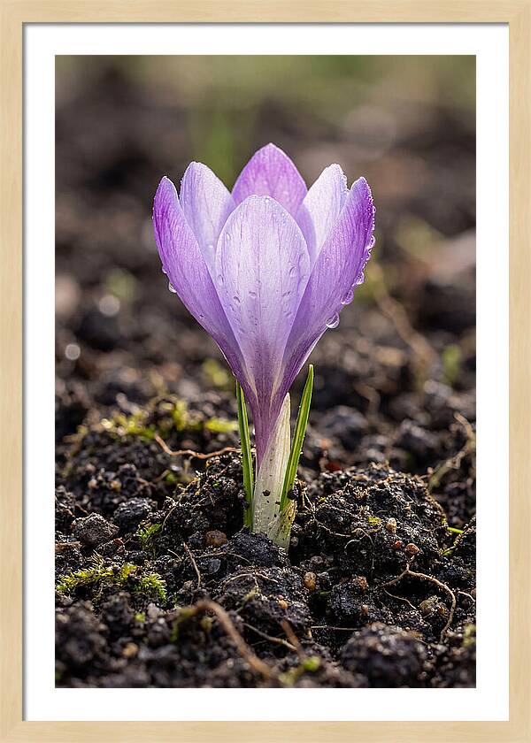 Crocus Blooming In Spring
