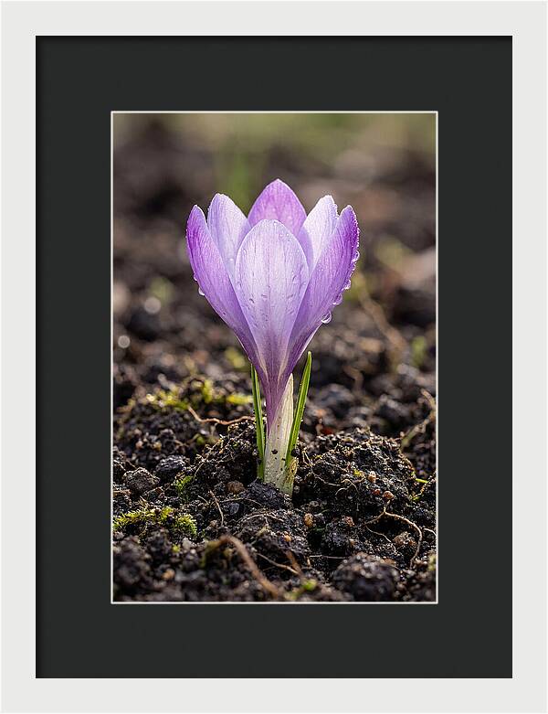 Crocus Blooming In Spring