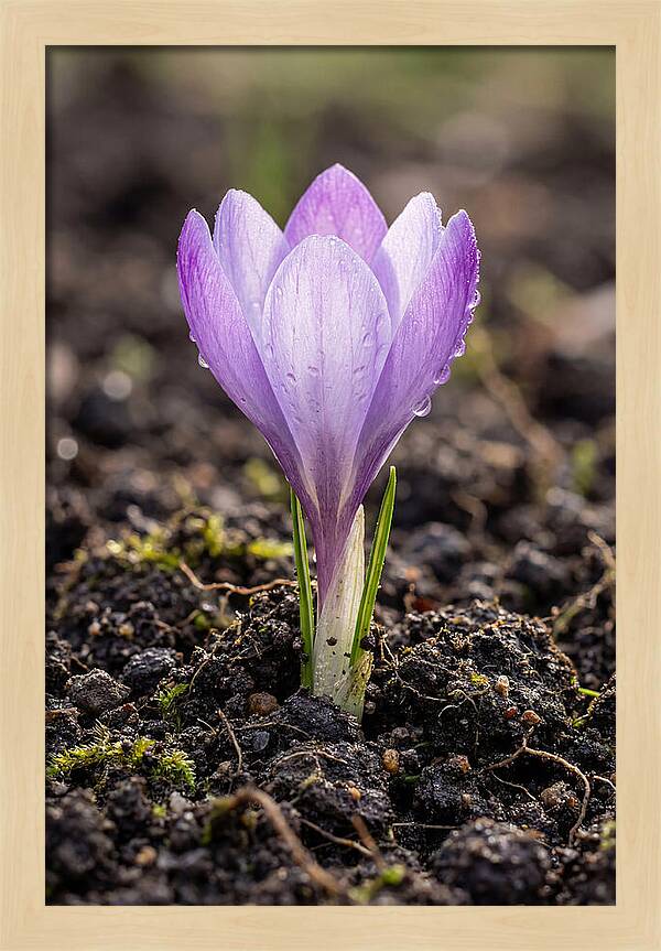 Crocus Blooming In Spring
