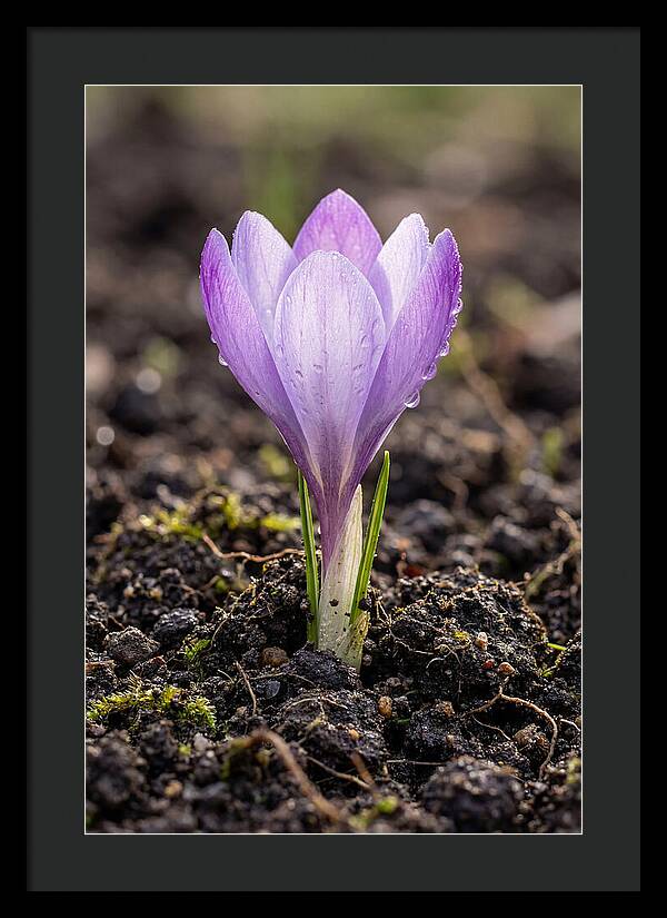 Crocus Blooming In Spring