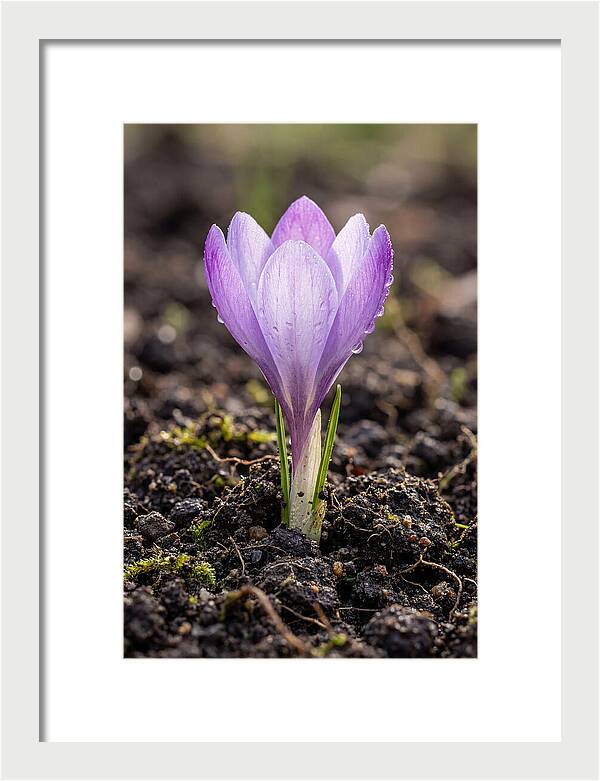 Crocus Blooming In Spring