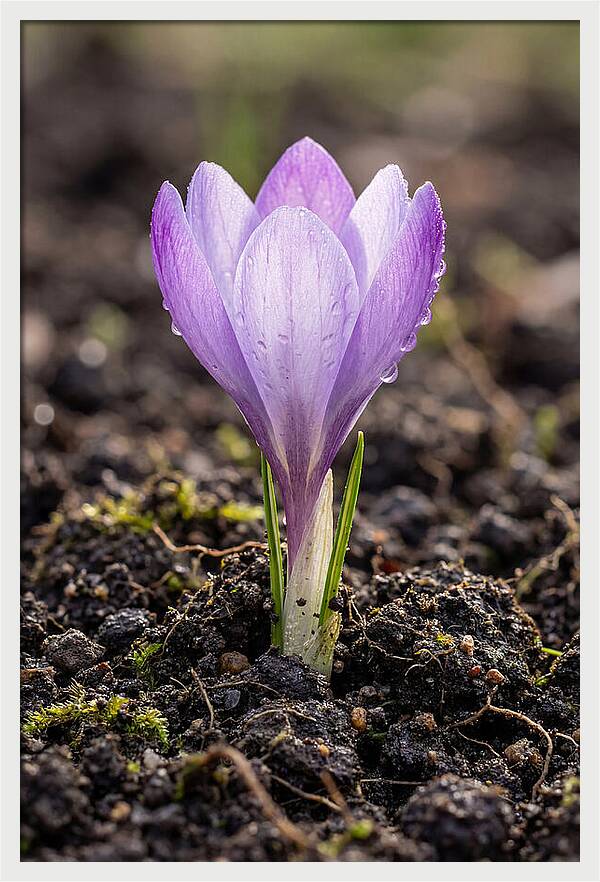 Crocus Blooming In Spring