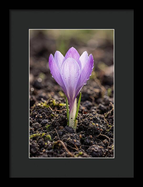 Crocus Blooming In Spring
