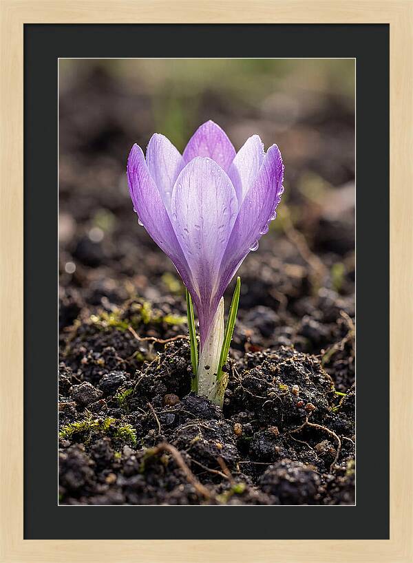 Crocus Blooming In Spring