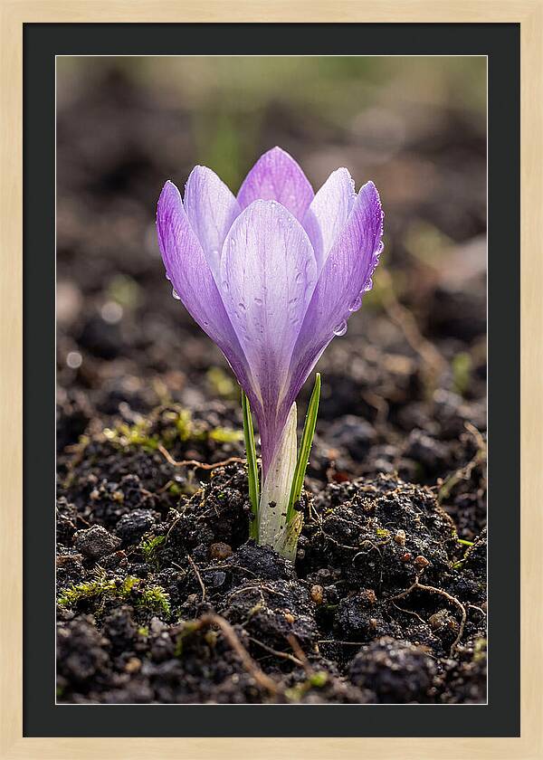 Crocus Blooming In Spring