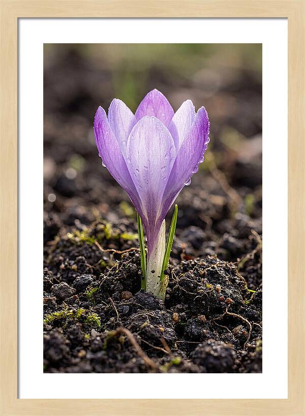 Crocus Blooming In Spring