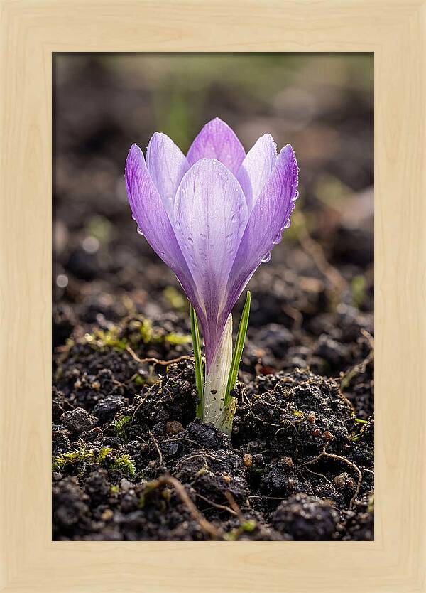 Crocus Blooming In Spring