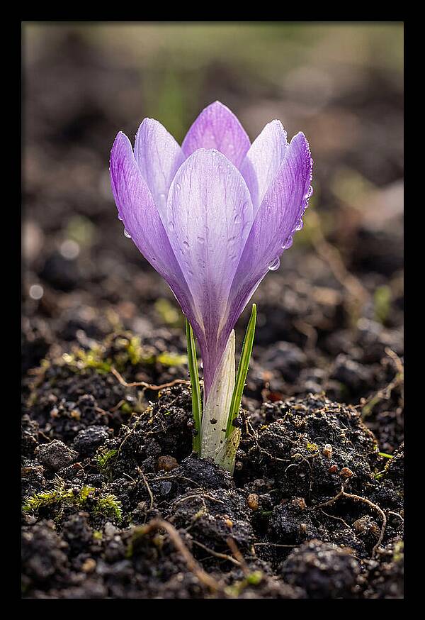 Crocus Blooming In Spring