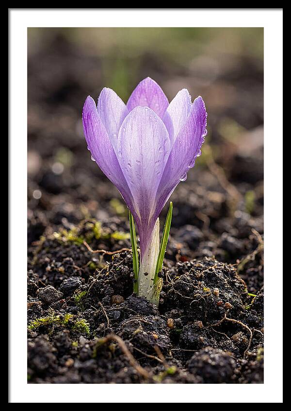 Crocus Blooming In Spring