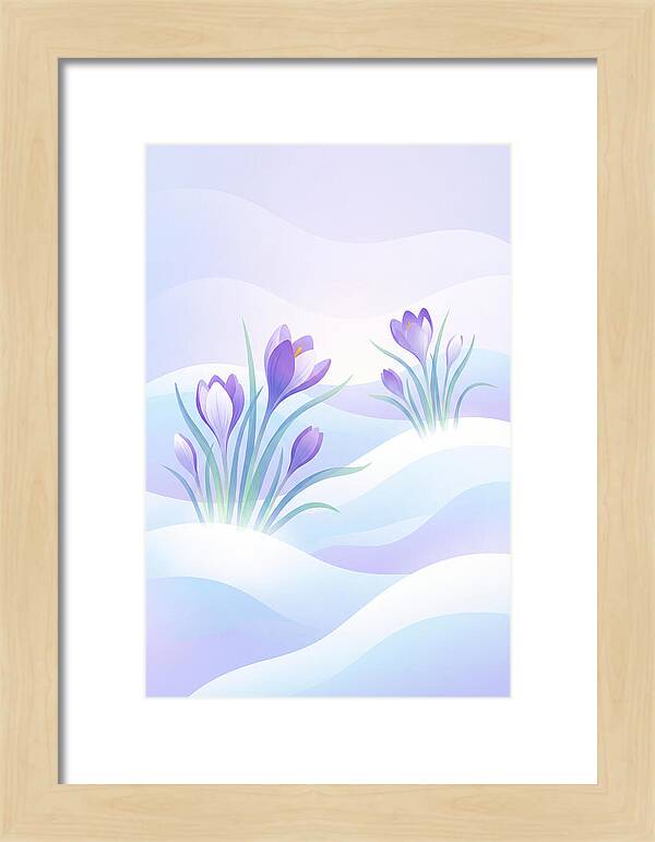Crocus Flowers Emerging From Snow