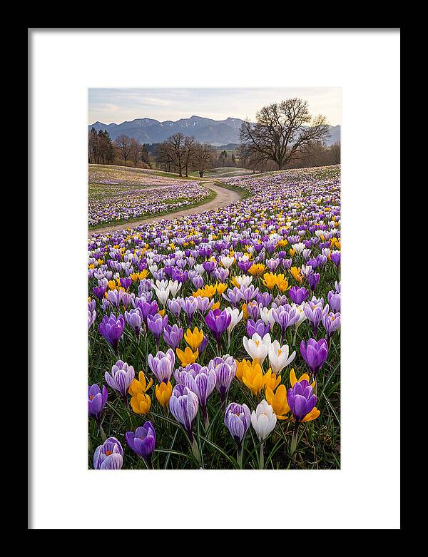 Crocus Spring Blooming Fields