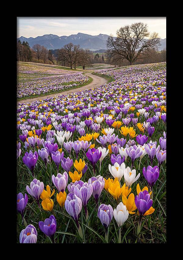 Crocus Spring Blooming Fields