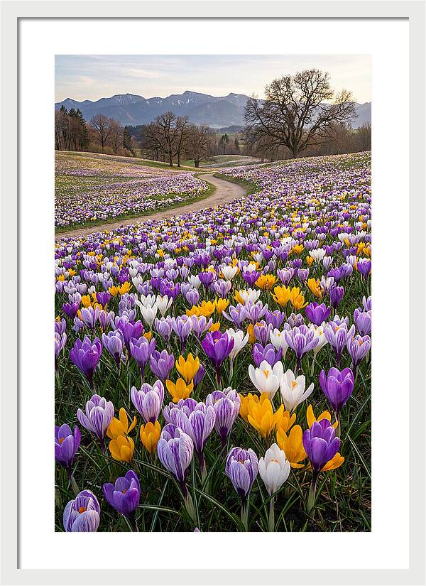 Crocus Spring Blooming Fields