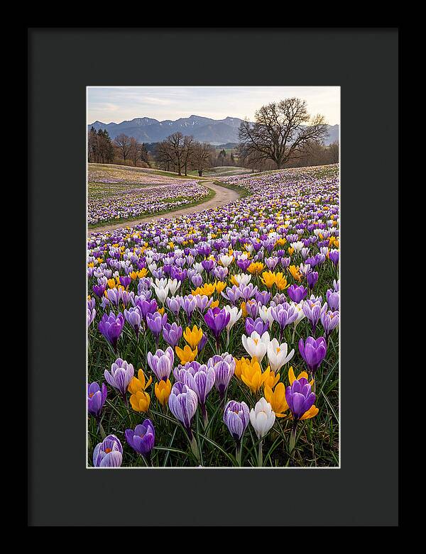 Crocus Spring Blooming Fields