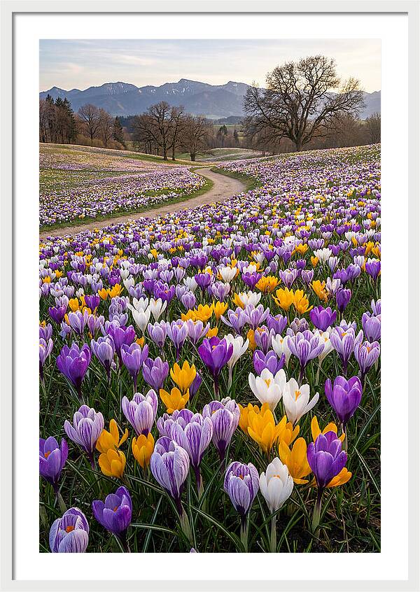 Crocus Spring Blooming Fields