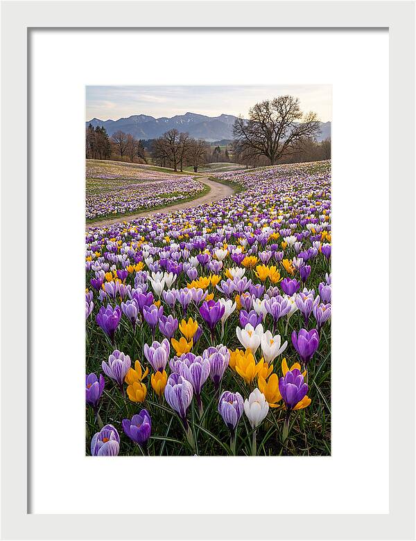 Crocus Spring Blooming Fields