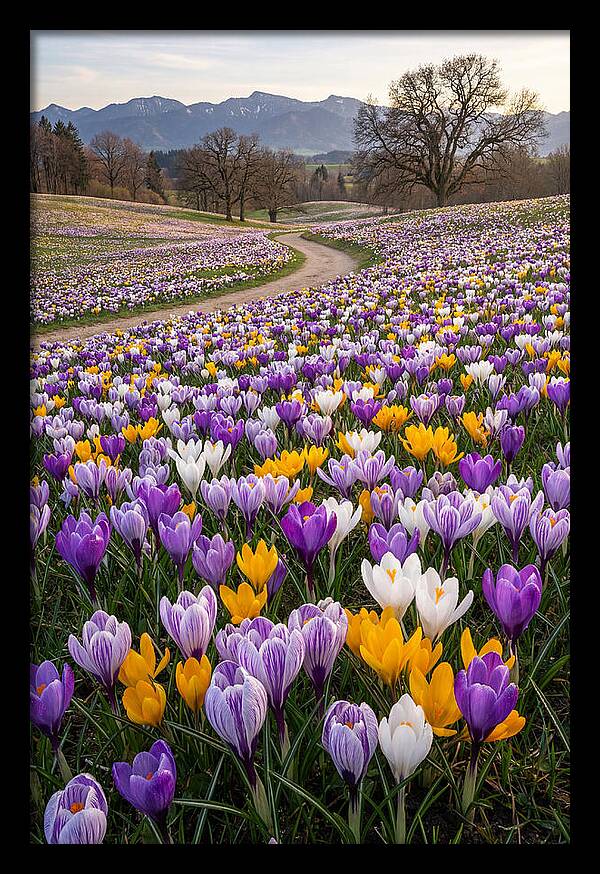 Crocus Spring Blooming Fields