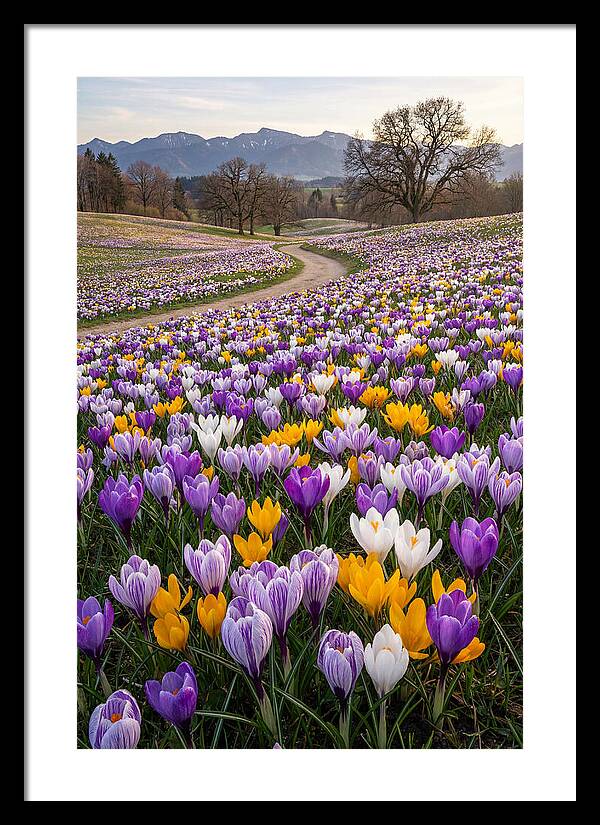 Crocus Spring Blooming Fields