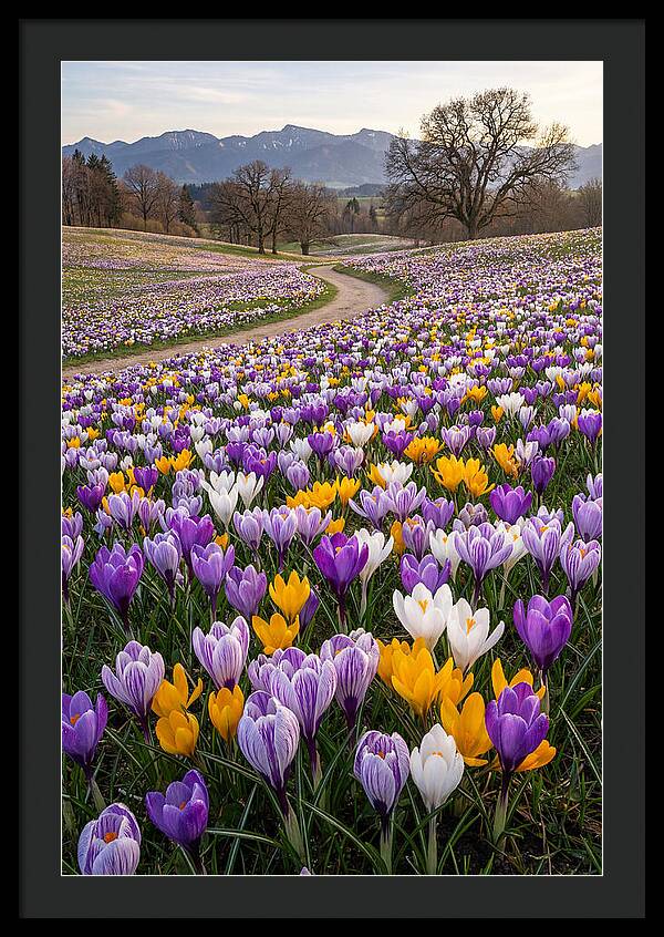 Crocus Spring Blooming Fields