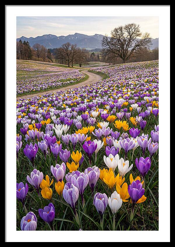 Crocus Spring Blooming Fields