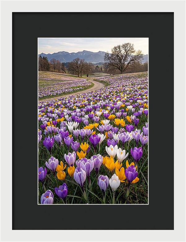 Crocus Spring Blooming Fields