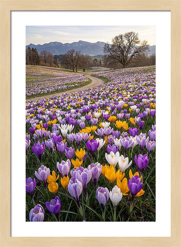 Crocus Spring Blooming Fields