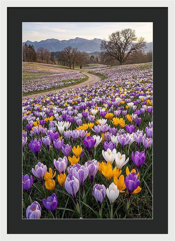 Crocus Spring Blooming Fields
