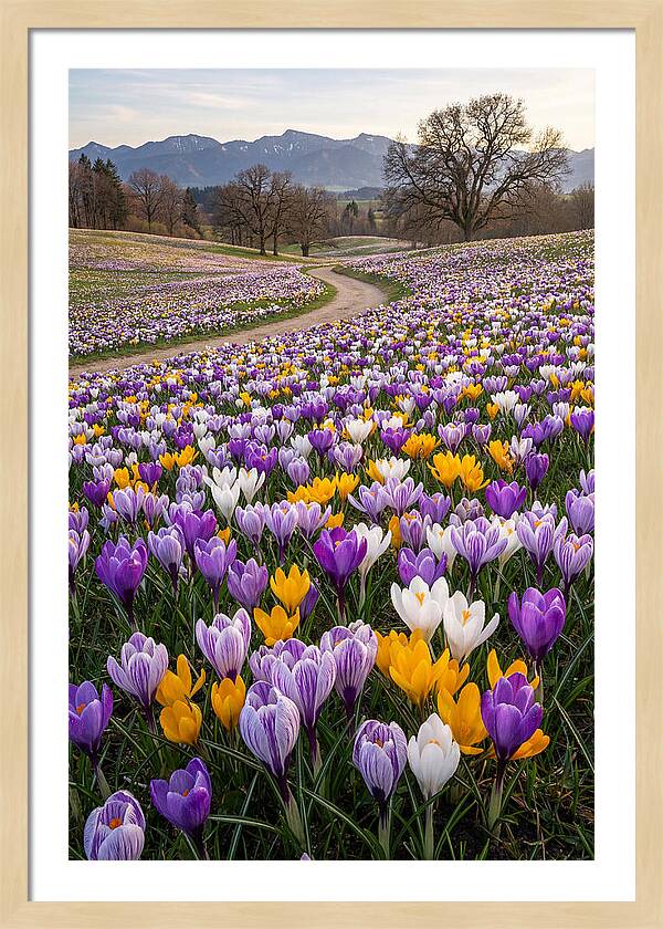 Crocus Spring Blooming Fields