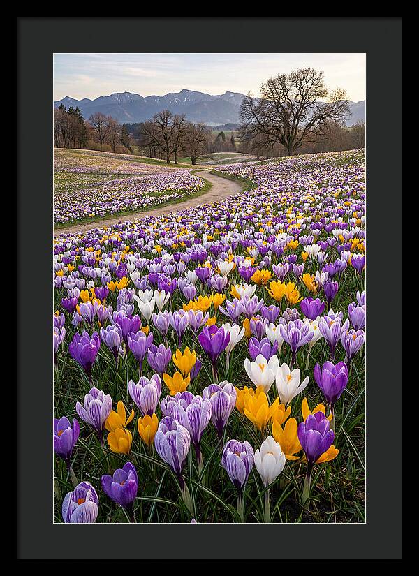 Crocus Spring Blooming Fields