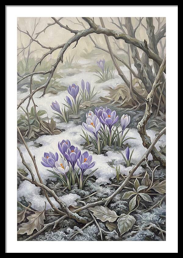Crocuses Emerging Through Snow