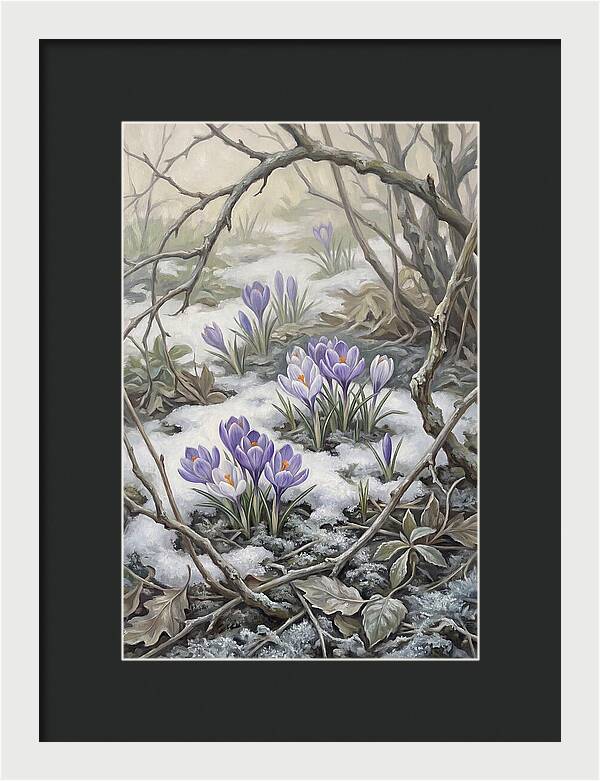 Crocuses Emerging Through Snow