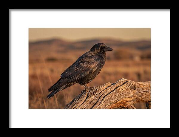 Crow Perched On Weathered Wood