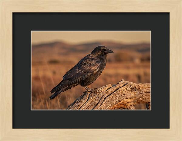Crow Perched On Weathered Wood