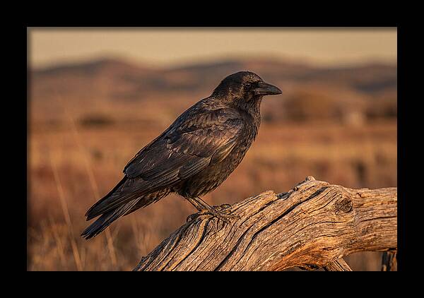 Crow Perched On Weathered Wood