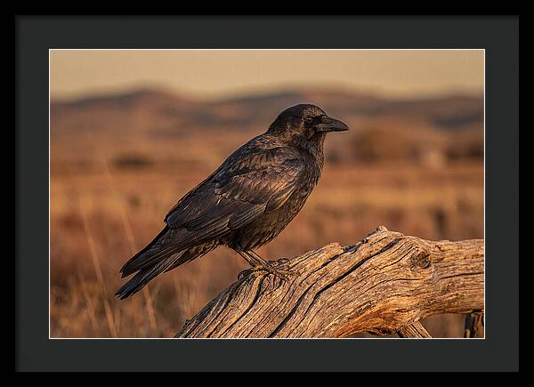 Crow Perched On Weathered Wood