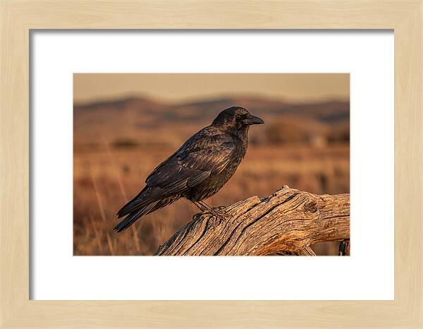 Crow Perched On Weathered Wood