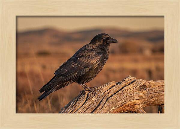 Crow Perched On Weathered Wood