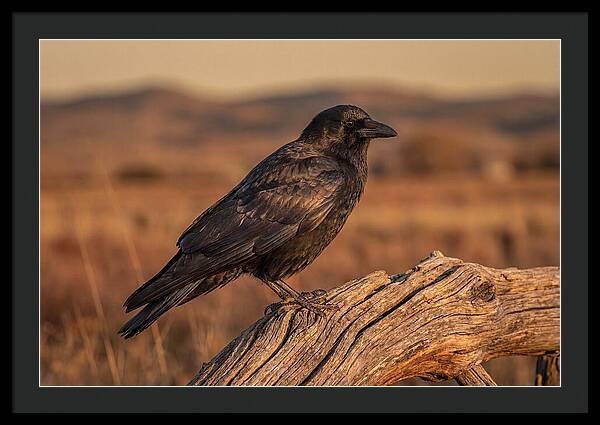 Crow Perched On Weathered Wood