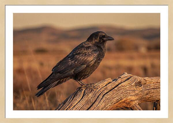 Crow Perched On Weathered Wood
