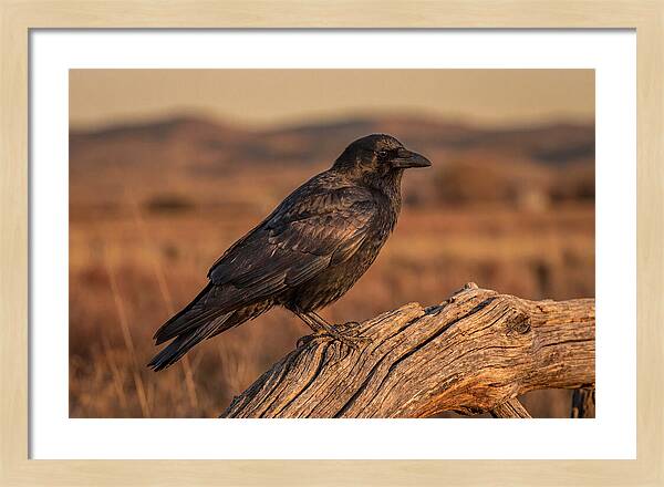 Crow Perched On Weathered Wood