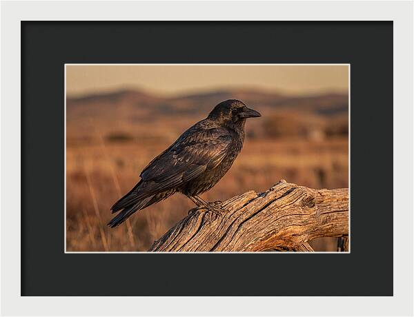 Crow Perched On Weathered Wood