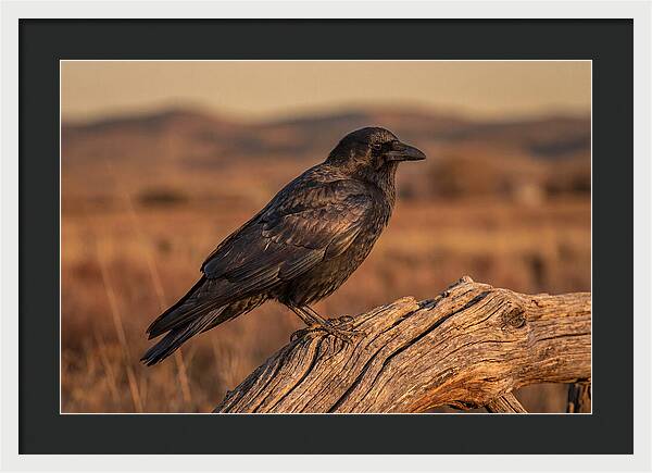 Crow Perched On Weathered Wood