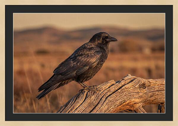 Crow Perched On Weathered Wood