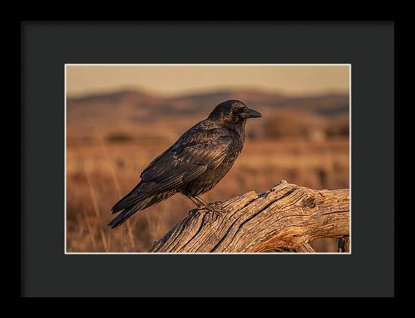 Crow Perched On Weathered Wood
